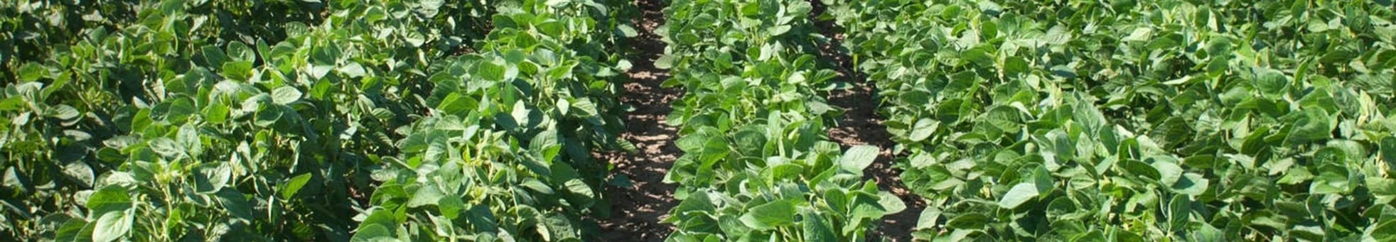 Agro 원료 샘플